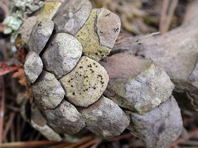 Lecidella elaeochroma (Ach.) Choisy