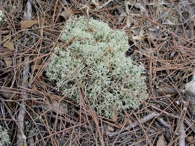 Cladonia mediterranea P.A. Duvign, & Abbayes