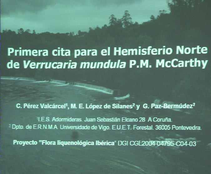 Verrucaria mundula P. M. McCarthy