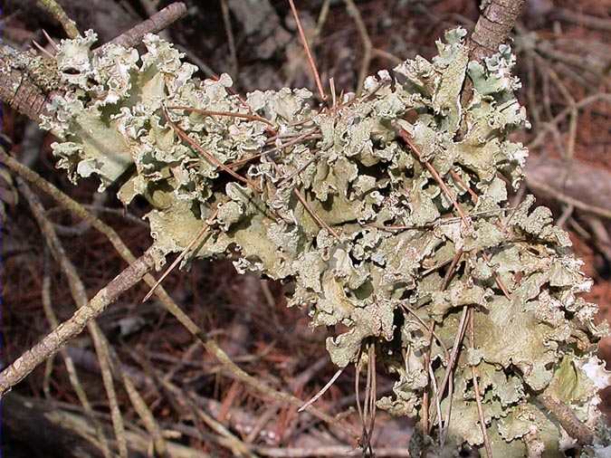 Parmotrema reticulatum (Taylor) M. Choisy