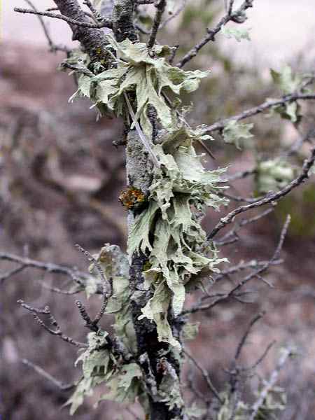 Ramalina lacera (With.)J.R. Laundon (=R. duriaei (De Not.) Bagl.)