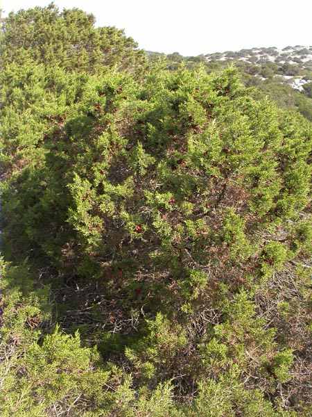 Sabina (Juniperus phoenicea)