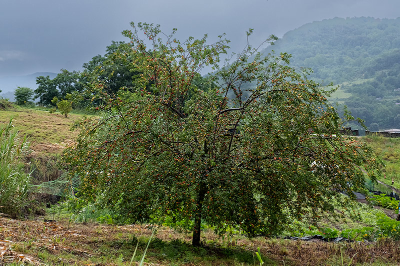 Prunera