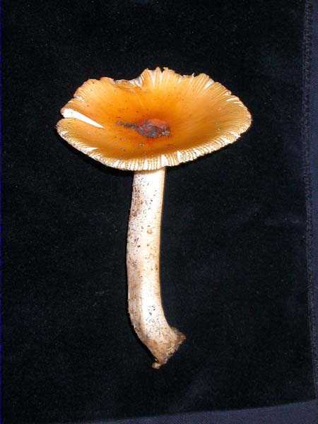 Amanita crocea (Quélet) Singer