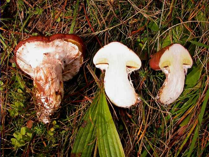 Molleric calçat, moixí, bolet jaune, nonette voilée (Suillus luteus (L.:Fr.) Roussel