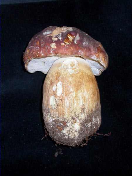 cep, cèpe acajou, cèpe des pins (Boletus pinophilus Pilat & Dermeck)