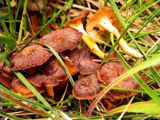 Rossinyolic, rossinyol de cama groga, cama-groc, chanterelle jaunissante ( Cantharellus lutescens Pers.:Fr.)