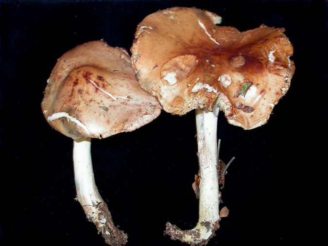 Collybia fodiens (Kalchbr.) Sacc (= Rhodocollybia fodiens)