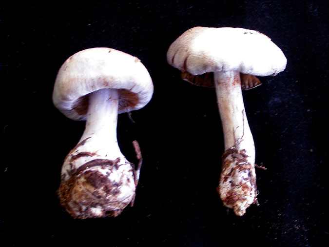 Cortinaire blanc violet (Cortinarius alboviaolaceus (Pers.:Fr.) Fr.)