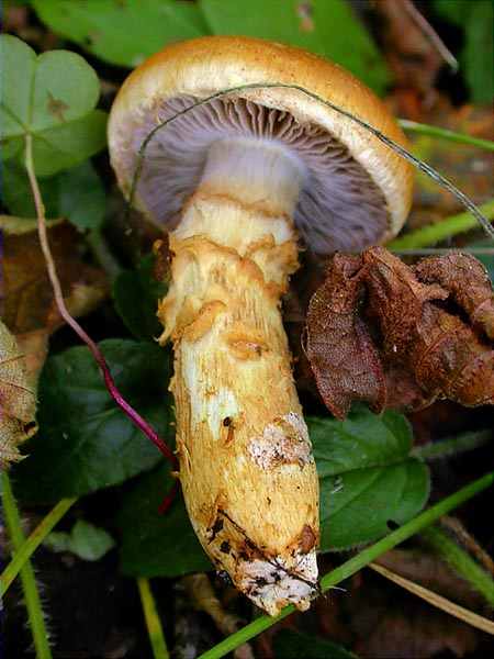 Cortinarius triumphans Fr.