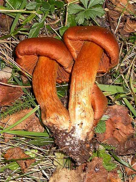 Cortinarius orellanus Fr.