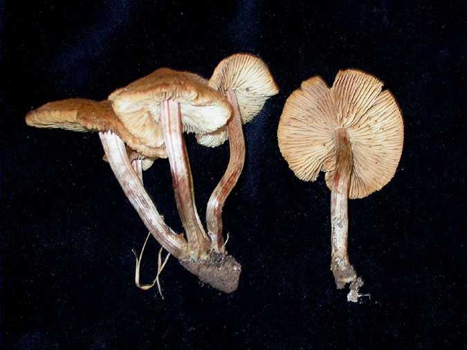 Inocybe lacera (Fr.:Fr.) Kumm