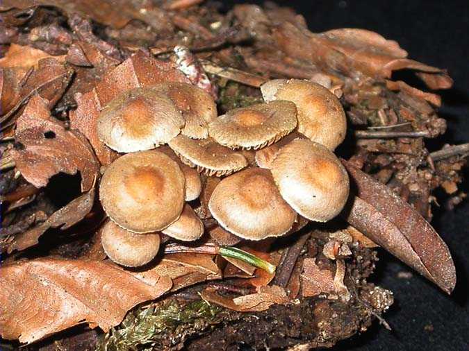 Inocybe petiginosa (Fr.:Fr.) Gill