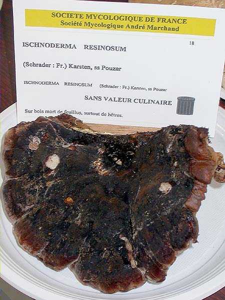 Ischnoderma resinosum (Schrader:Fr.) Karsten, ss Pouzar.