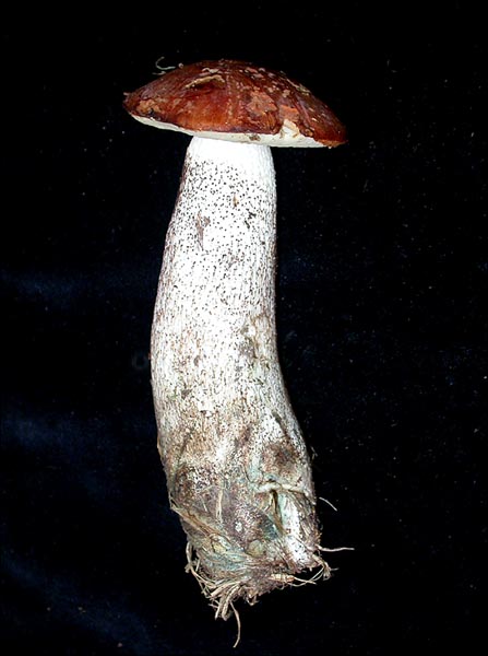 Leccinum aurantiacum (Bull.) S.F. Gray