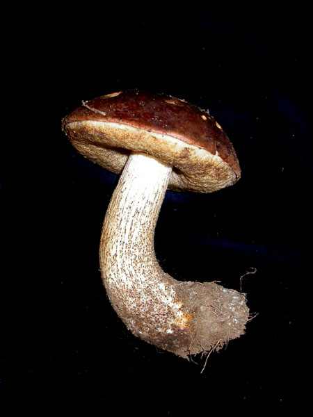 Abró de bedoll, bolet rude, bolet raboteux (Leccinum scabrum (Bull.:Fr.)S.F. Gray)