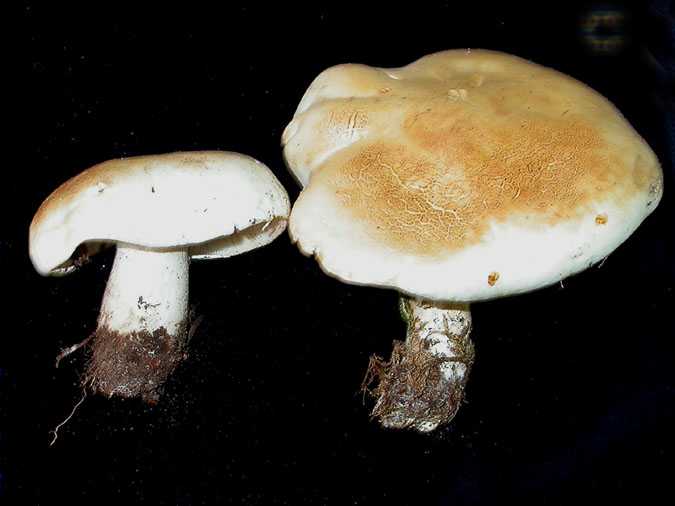 Leucipaxillus paradoxus (Cost. & Duf) Boursier