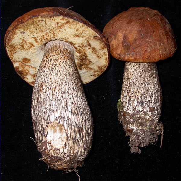 Leccinum versipelle (Fr.) Snell.