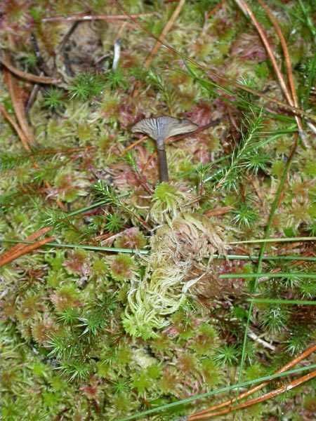 Omphalina oniscus (Fr.:Fr.) Quél