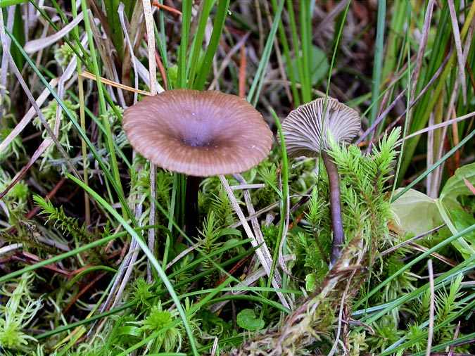 Omphalina oniscus (Fr.:Fr.) Quél