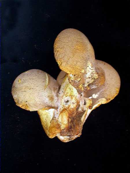 Pleurotus dryinus (Pers.:Fr.) Kummer