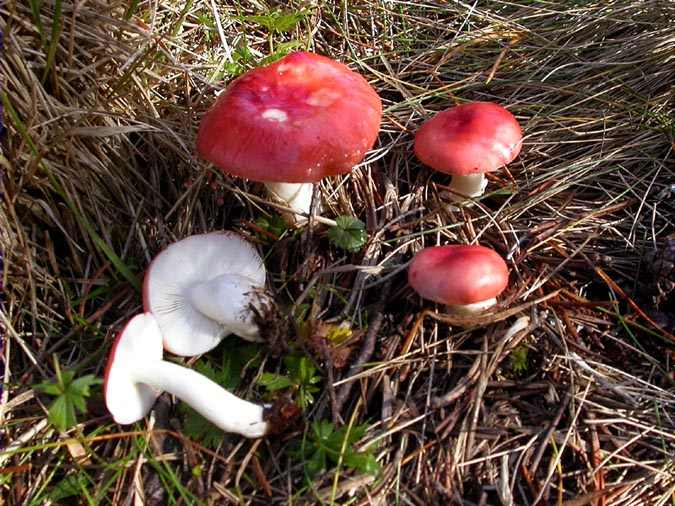 Russula emetica (Scaeff.:Fr.) Fr. var. pseudolongipes Moën.-Locc & Reumaux