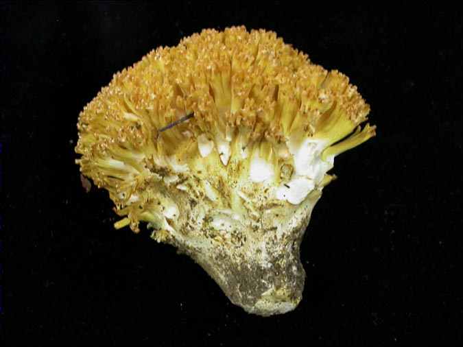 Ramaria  eosanguinea Petersen