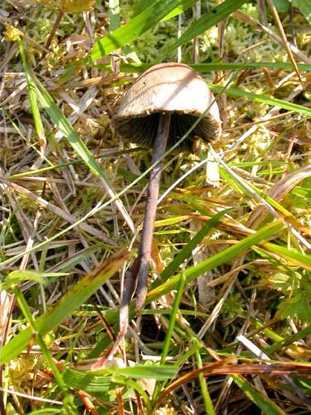 Panaeolus sphinctrinus (Fr.) Quél.