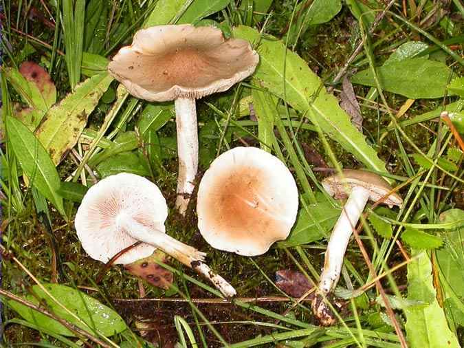 Clitocybe acicula Sing.