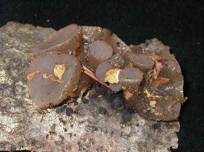 Neobulgaria pura (Pers.) Petr. var. pura