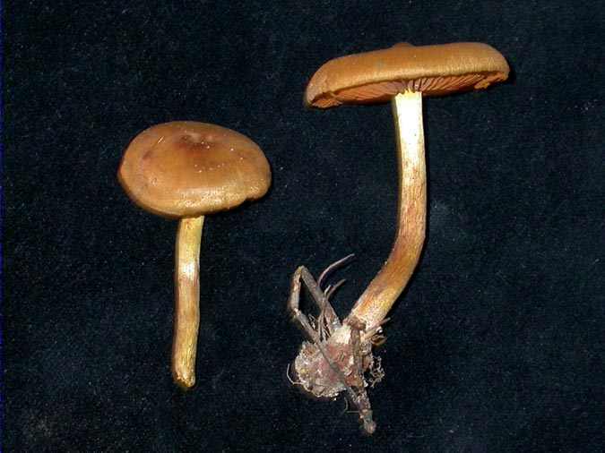 Cortinarius cinnamomeus (L.) Fr.