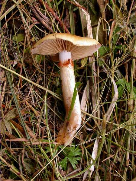 Cortinarius delibutus Fr.