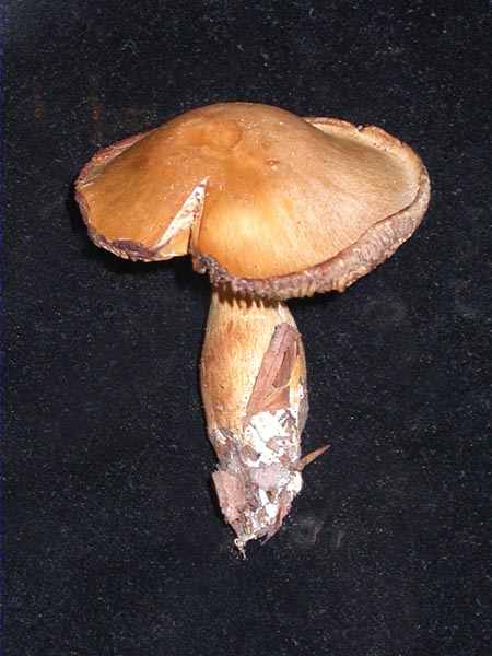 Cortinarius diabolicoides Moënne-Locc & Reumaux