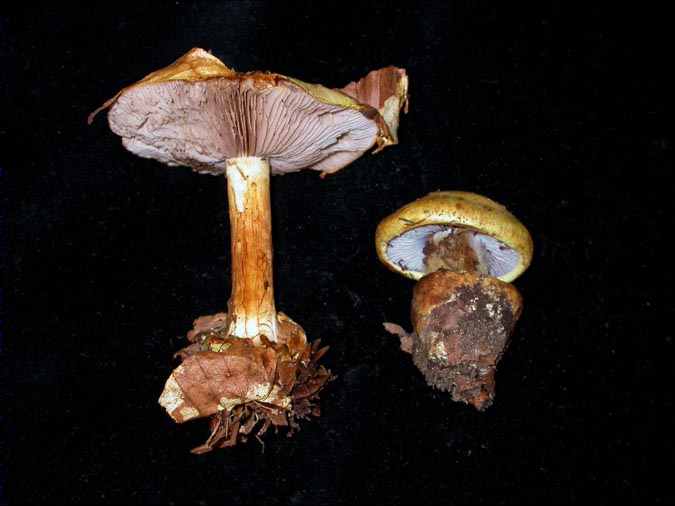 Cortinarius citrinolilacinus Chevassut & Ro. Henry, Bidaud