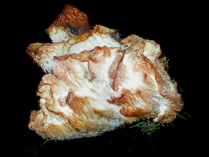 Creolophus cirrhatus (Pers.) P.Karst (=Hericium cirrhatum)