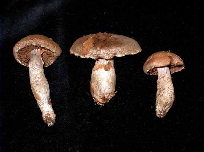 Cortinarius torvus (Fr.:Fr.) Fr.