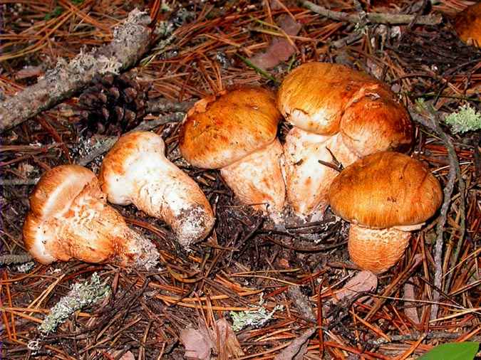 Tricholoma focale (Fr.) Ricken