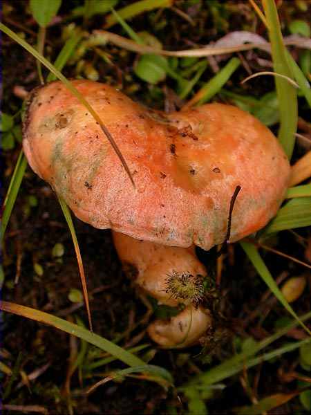 Rovelló d'avet, lactaire du sapin, lactaire couleur saumon (Lactarius salmonicolor)