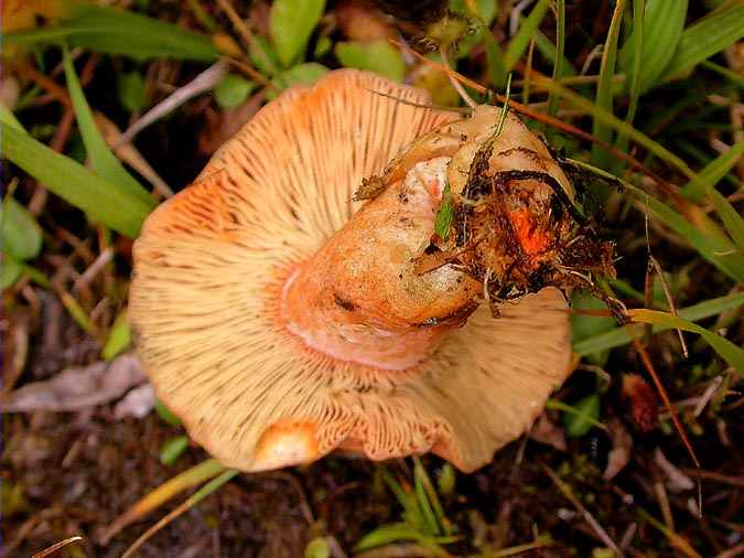 Rovelló d'avet, lactaire du sapin (Lactarius salmonicolor Heim & Leclaire)