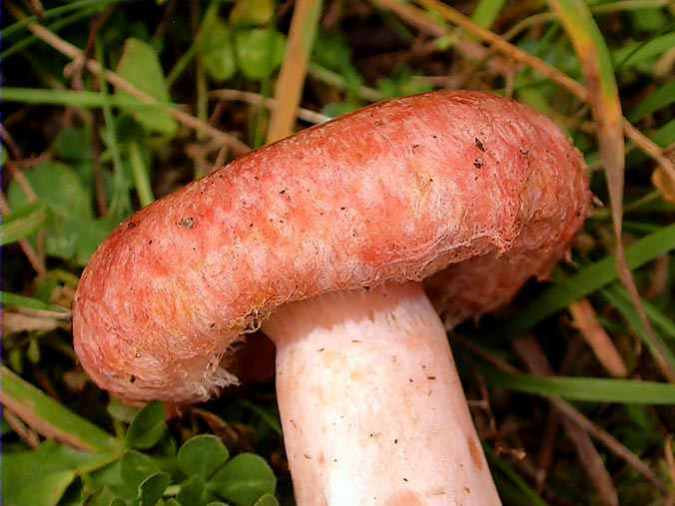 Lleterol de bedoll, lactaire à toison, lactaire à coliques (Lactarius torminosus (Sch.:Fr.) Persoon)