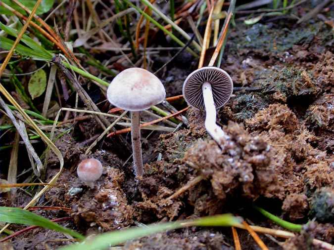 Panaeolus subbalteatus (Berk & Broome) Sacc