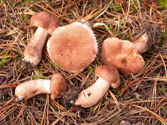 Tricholoma vaccinum (Pers.:Fr.) Kummer