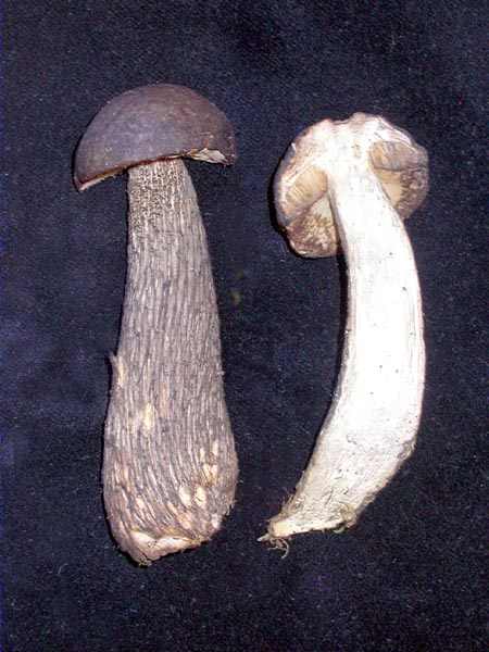 Leccinum variicolor Watling