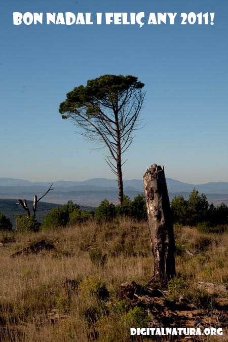 El Montgri.