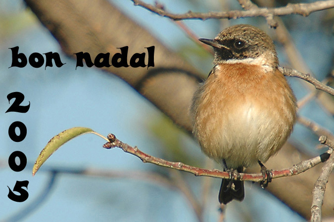 bon nadal a tothom !