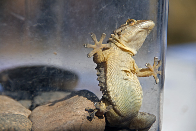 Dragó comú (Tarentola Mauritanica)