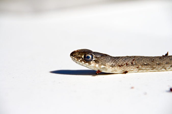Serp verda (Malpolon monspessulanus)