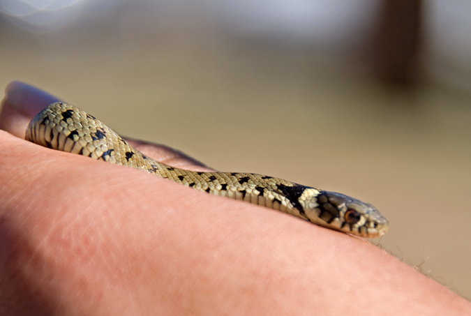 Serp de collaret (Natrix natrix)