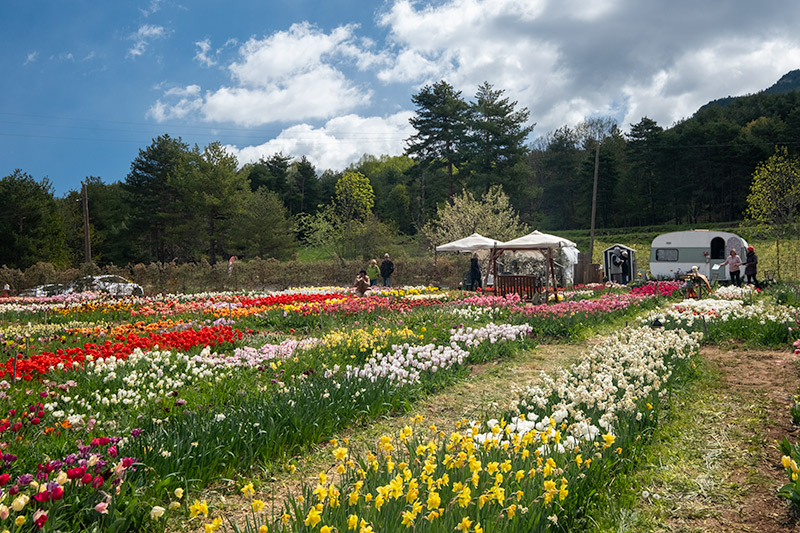 Tulipes