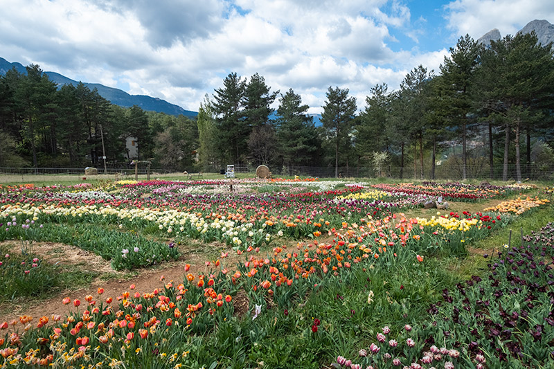 Tulipes